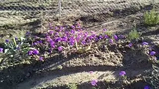 wild verbena and witch's weed datura