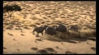 Tata Motors: T1 Truck Racing