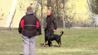 Badass Rottweiler Doing Obedience at IPO Trial