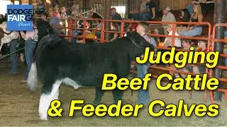 Beef Cattle and Feeder Calves Judging | 2025 Dodge County Fair