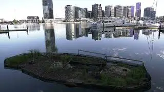 Happy Birthday to the 4 Black Swan Cygnets born 3 Nov on the floating Wetlands at the Docklands