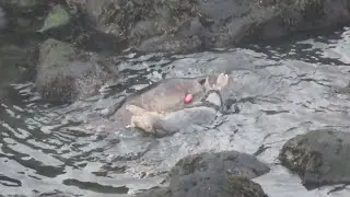 Amorous pair of Grey Seals interrupted by the arrival of a larger male