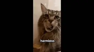 Have you seen this huge cat #about #information #mainecoon #shorts