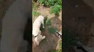 the weather is very fine oshi #dog #doglover #love
