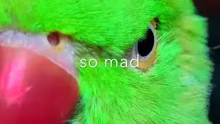 Sigmond the Parrot-Justin Longhofer (2022 Single/lyrics)