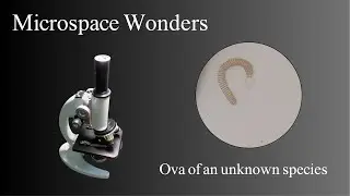 Microspace Wonders &ndash; What's this Some kind of eggs