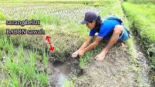 Petaninya pun terkejut melihat tarikan belut Babon sawah ini. Eel fishing
