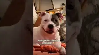Funny animals @PhunnyAnimals