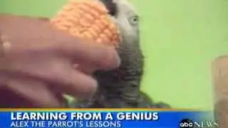 ALEX - One of the most smartest parrots ever!