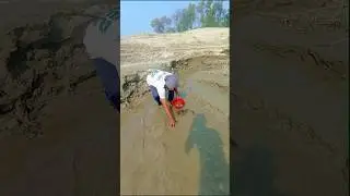Traditional Mud Fishing in Village Wetland | Real Rural Catch. #fishingshorts #fishingreels #fish