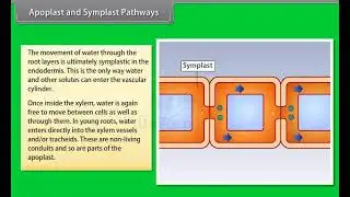 Ch 11 - Transport in Plants | Apoplast and Symplast Pathways