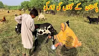 Goat milking by hand village life vlog I pakistani village life  I Happy Joint Family Vlogs