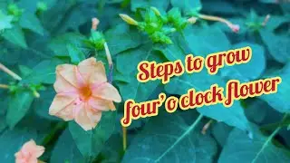 Steps to grow Mirabilis jalapa/4&rsquo;o clock flower #garden #flowers #plants #homegarden #diy #videos 