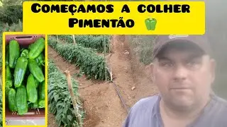 Come&ccedil;amos a colher o piment&atilde;o dara RX!