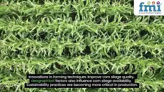 Corn Silage Market Forecast 2024&ndash;2034 | Trends, Growth & Opportunities