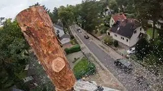 Kiefer Stamm abklotzen