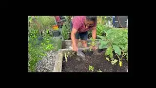 Have you included these in your Fall Planting: Peppers and Determine Tomatoes? 9-7-25