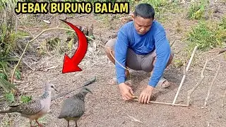BALAM BIRD TRAP