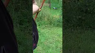 3d Training #primitive #archery #selfbow #Primitivbogen #Osage Orange #recurvebow #shorts