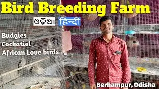 Bird Farming setup at Home (Budgie, Cockatiel, African Lovebirds) Local breeder #birdbreedingfarm