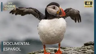 Entre Cielo y Mar: El Viaje Eterno de las Aves Marinas