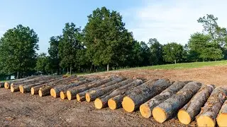 Grading a Log with a World Cooperage Log Buyer