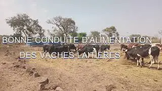 BONNE CONDUITE DE L'ALIMENTATION DES VACHES DE LA FERME ADS : LE BIEN ETRE ANIMAL RESPECTE.