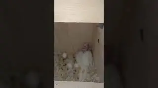 baby cockatiel bird white cockatiel February 19, 2024 #cockatiel #cockatiels #birdbox