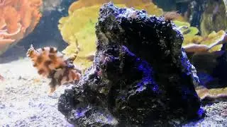 Aiptasia eating filefish