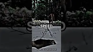 Cougar VS Wolverine | Spin the wheel #animals #wildlife #shorts #wolverine #cougar