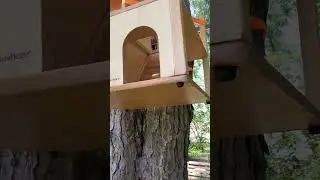 Two Story Squirrel  House #squirrelhouse #twostory #squirrelfeeder #squirrel #upstairssquirrelhouse