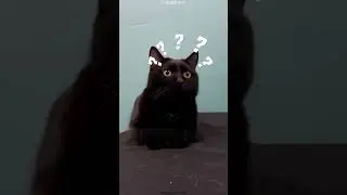 Naughty cat have superpower😍❤️