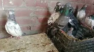 کبوتروں کی ویڈیو