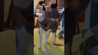 Fast Stand Up For Cat 😂😂😂 #shorts