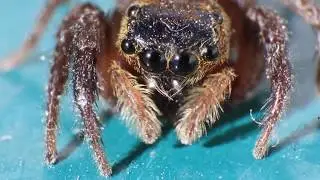 Araign&eacute; en vid&eacute;o macro  4:1  By Jied Nabil