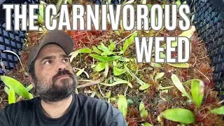 This Carnivorous Weed With An Orchid Flower