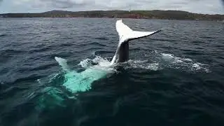 Wild About Whales by Mobiddiction