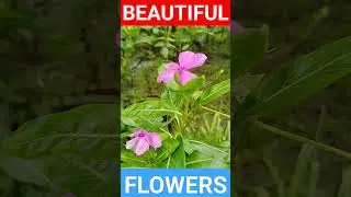 Enjoy beautiful nature with rural life#short videos #shorts #viral
