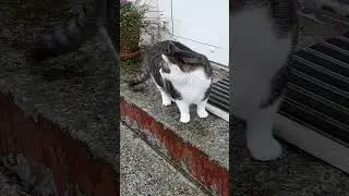 LuCa's morning patrol (5)* / LuCa's Morgenpatrouille (5) #alleliebenluca #katze #cat #watchcat