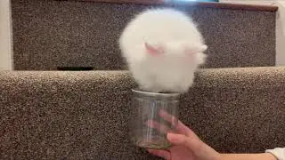 Bunny snatching food....Smart bunny or not so smart bunny??? Our little double maned lionhead bunny