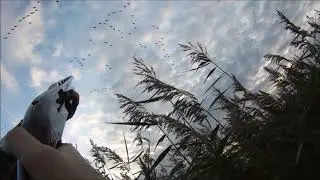 Pink Foot and Greylag goose shooting