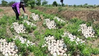 wow wow unique! Harvest duck eggs a lot under grass at field near the road by hand skill