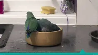 Quaker Parrot Colors