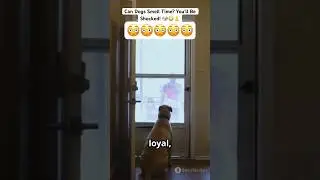 Can Dogs Smell Time? You&rsquo;ll Be Shocked!😳 #dogshorts #dogsfunnyvideos #dogfacts #lovedog #kosmopets