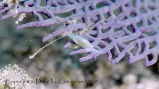 Common west indian simnia slithers along a sea fan (4K)