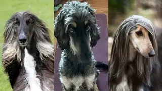 funny dogs compilation 😅🤣😂#264 (afghan hound funny)😅🤣😂