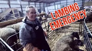 Lambing Problems: The Toughest Birth We Have Ever Experienced