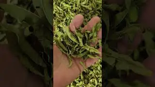 🌾 arrivage de verveine du Maroc, une verveine avec une belle puissance aromatique.