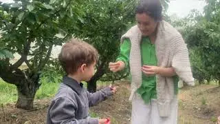 Cherry Picking at Harben Vale