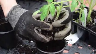 Potting Up Tomatoes Before Planting Outside
